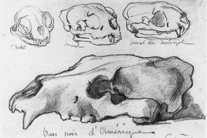 Studie van dierenschedels - 1883 - 1888
