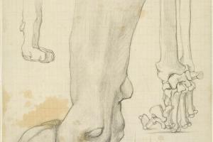 Sketch of a Lion's Foot