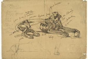 Dierenstudie (recto)