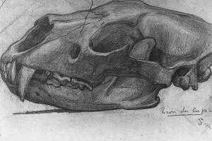 Studie van een dierenschedel - 1883 - 1888