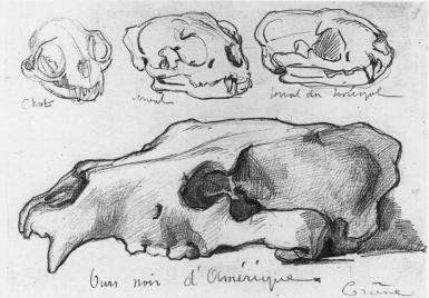 Studie van dierenschedels - 1883 - 1888