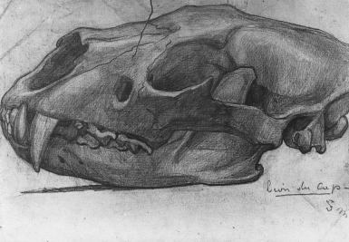 Studie van een dierenschedel - 1883 - 1888