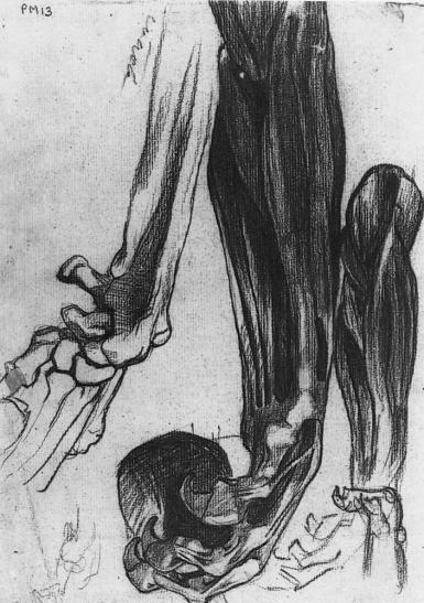 Sketch of a Lion's Paw - 1883 - 1888